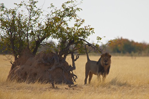 Marking the territory | by Claudio e Lucia Images around the world