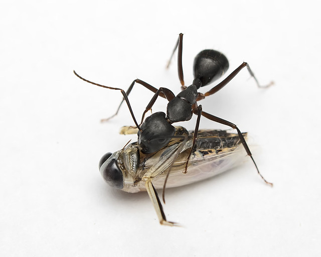 Ant vs Backswimmer