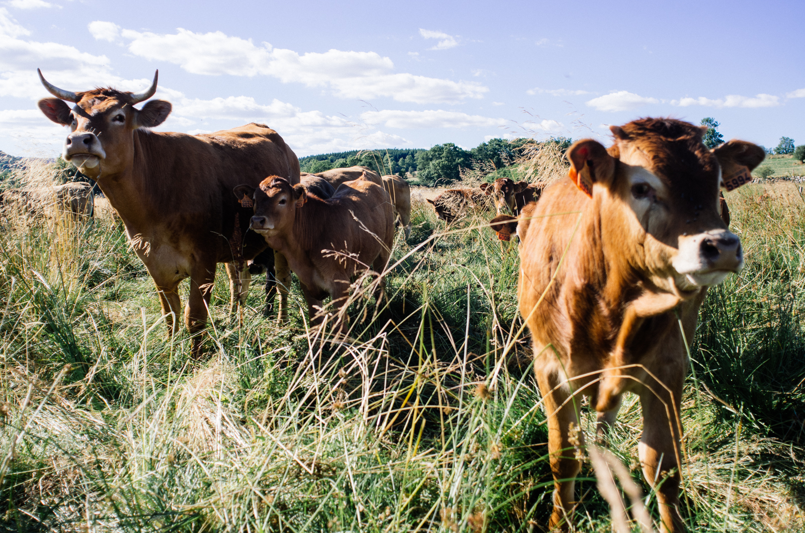 Les vaches, population principale du plateau du Cézallier