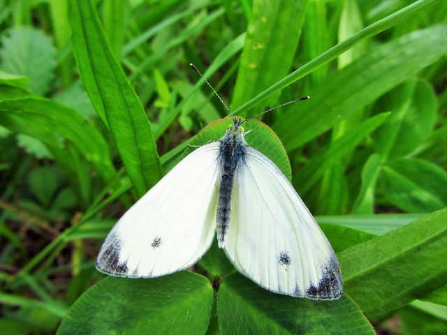 Butterfly 678