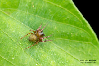 Orb weaver spider (Metazygia sp.) - DSC_0397