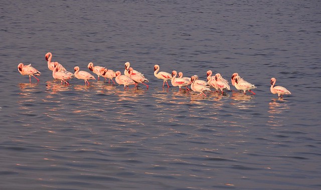 Tanzania (Serengeti National Park) Flamingos