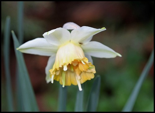 Narcissus - les narcisses horticoles 21988164753_e919bcc497