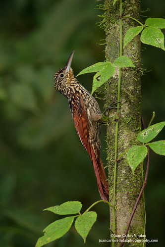 Black-striped Woodcreeper | by www.NeotropicPhotoTours.com