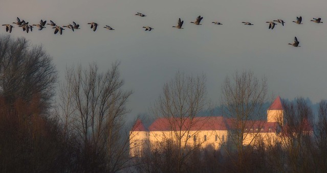Wild geese passing the castle of Wörth/Danube
