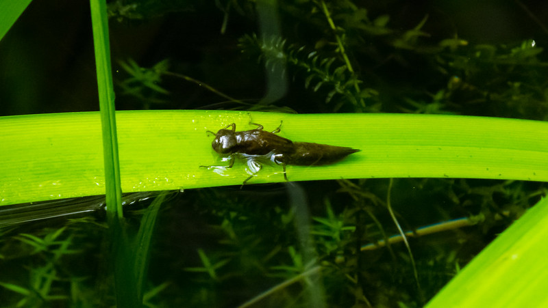 Beetle on a rush leaf