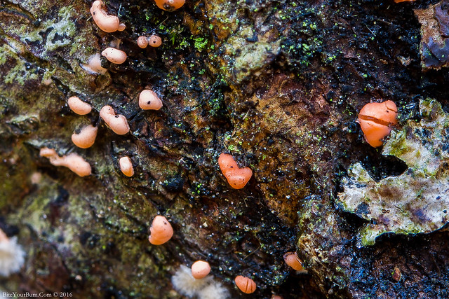 Coral Spot (Nectria cinnabarina)