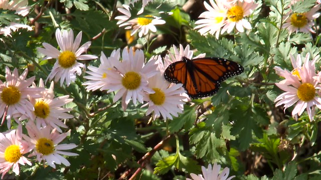 Monarch Butterfly in Northern Illinois on 11012016 HD Video  DSCF9610
