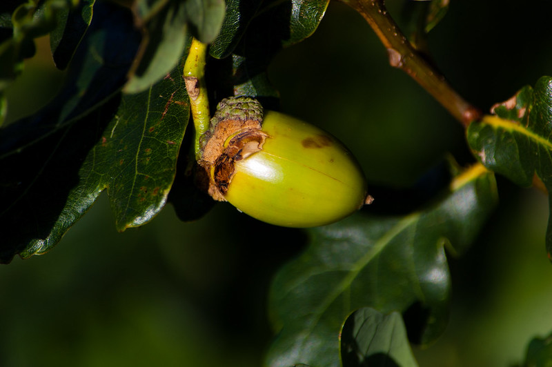 Acorn, lengthening