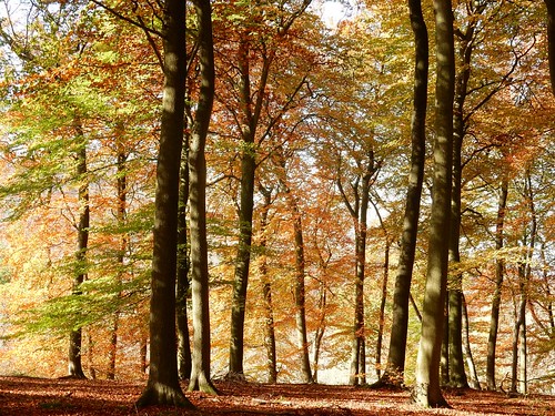 Autumn in the woods 5 Little Kimble to Saunderton