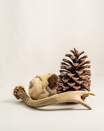 Stacking Still Life 12 image still life stack | Focus Stacked Image. Taken with … | Flickr