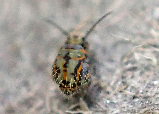 Colorful Springtail #1 1mm Katianna sp. 10
