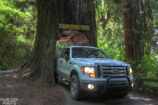 That Time I Drove Through A Redwood