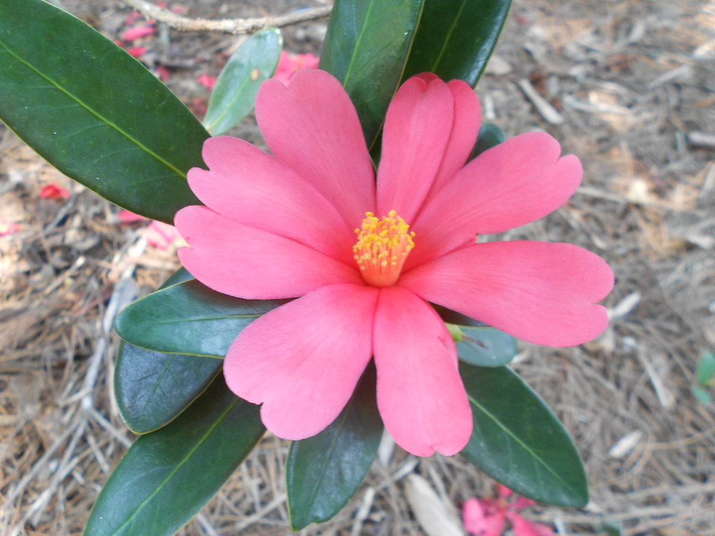 camellia azalea