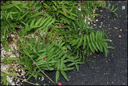 Sanguisorba tenuifolia - sanguisorbe à feuilles étroites  22307592590_3c3f44e6a4