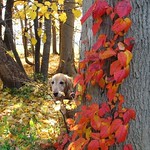 #vine #forest #red #yellow #trees #foliage #tint #fall #autumn #color  #つる #林 #赤 #木 #紅葉 #秋 #黄葉 #ゴールデンレトリバー #犬 #ゴールデンレトリーバー  #goldenretriever #golden_retrievers #dog #photooftheday #dogstagram #WebstaPets #dogs #retriever  #犬バカ部 #癒しワンコ #ふわもこ部