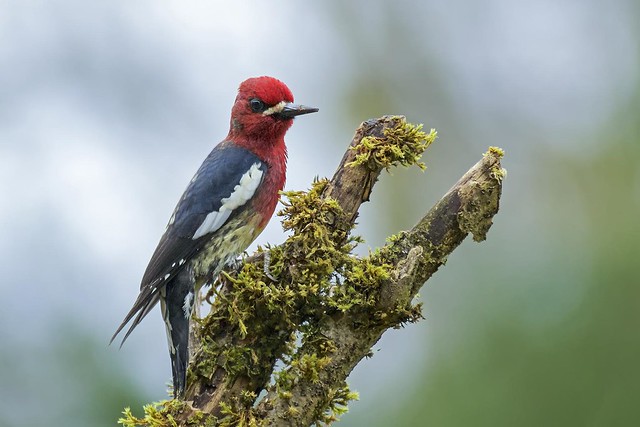 Red-breasted Sapsucker (r)
