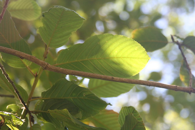 Cascara Buckthorn Leaves