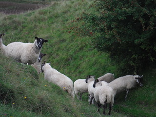 Sheep on Descent from Elcombe Down SWC Walk 250 Tisbury Circular via Alvediston