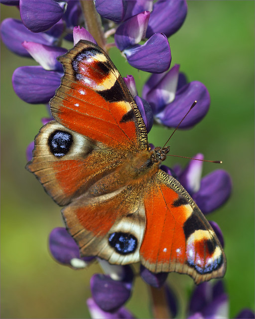 Peacock butterfly on a lupine flower