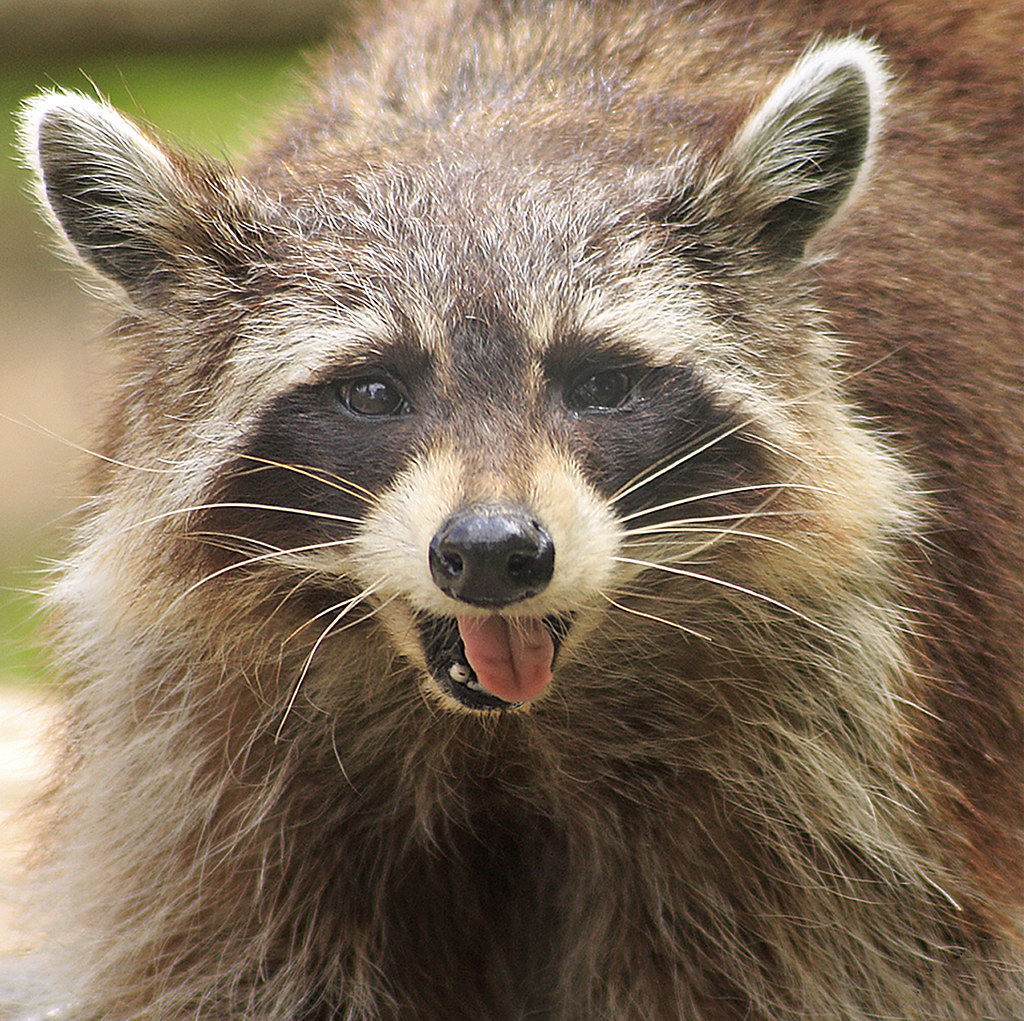 _MG_8125 RACCOON | Raccoons can range in length from 41cm to… | Flickr