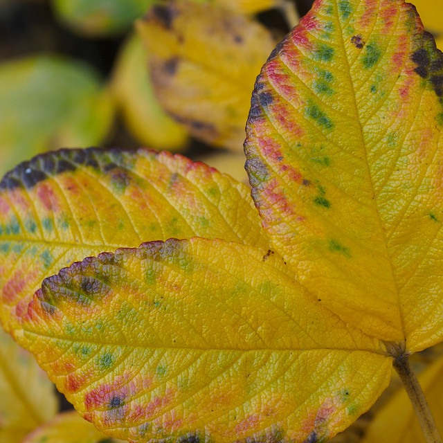 Herbstblätter - Autumn Leafs (4)
