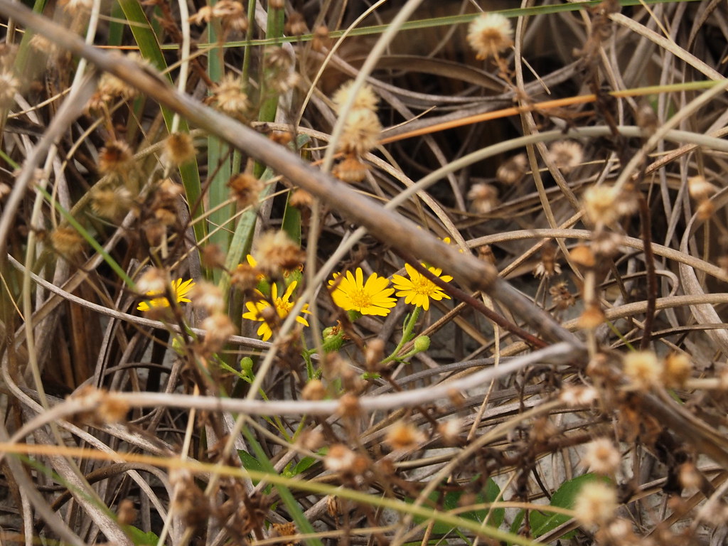 Splash of color | OLYMPUS DIGITAL CAMERA | carlinsc | Flickr