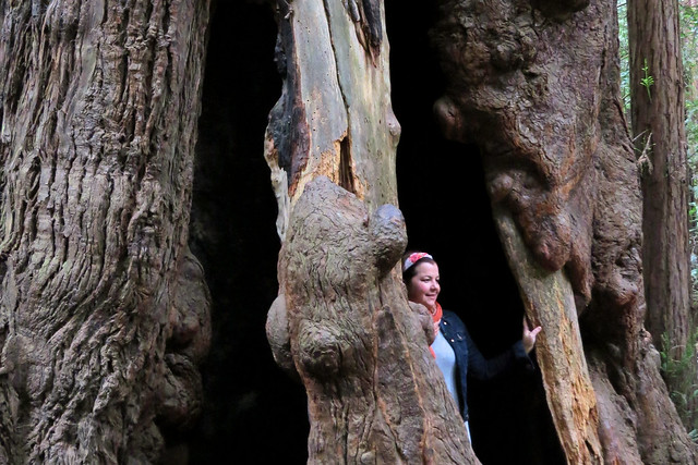 Woman standing inside burned out base of giant redwood tree near Fire in the Forest sign Muir Woods National Monument Mill Valley California  20150515-133445 C4