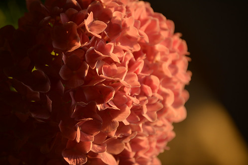 pink sunset flower nikon hydrangea goldenhour nikond5200