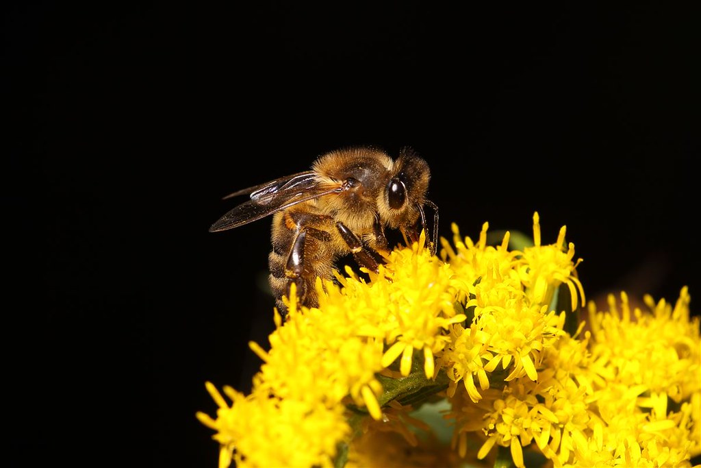 Bee-having | A very nice bee - did you see what I did there?… | tiikka ...