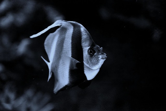 A fishy monochrome