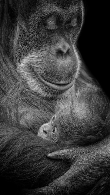 mother's love