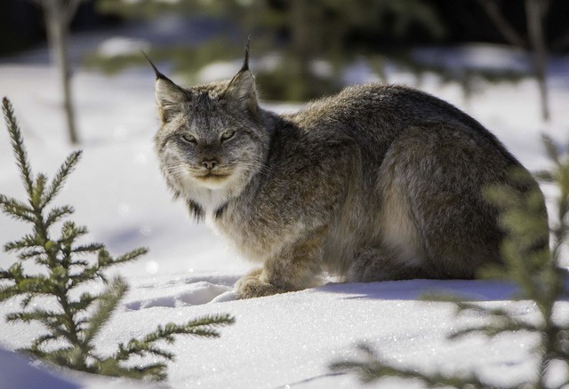 Lynx mother; Crescent Falls, AB