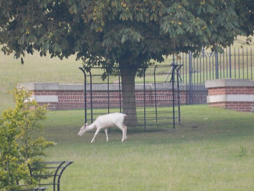 White deer neer Hambleden Marlow Circular