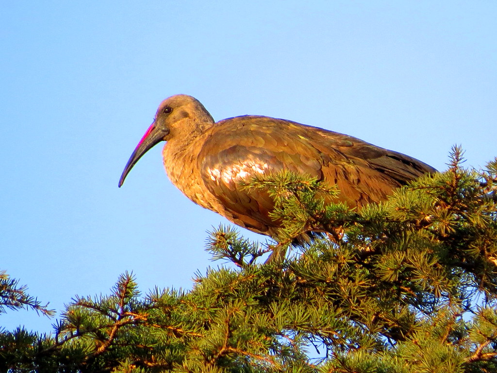 Hade Da Hadeda / Hadeda ibis | On my plot. Thanks for your visits, c… | Flickr