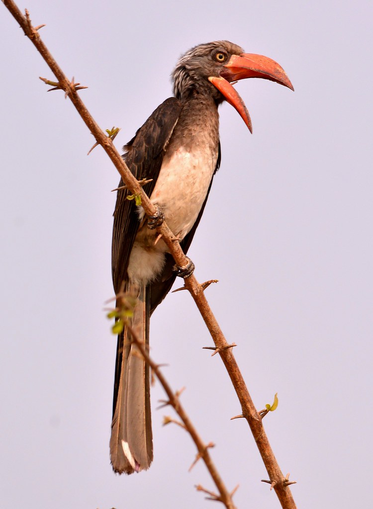Crowned hornbill (Tockus alboterminatus) - South Luangwa National Park, Zambia.