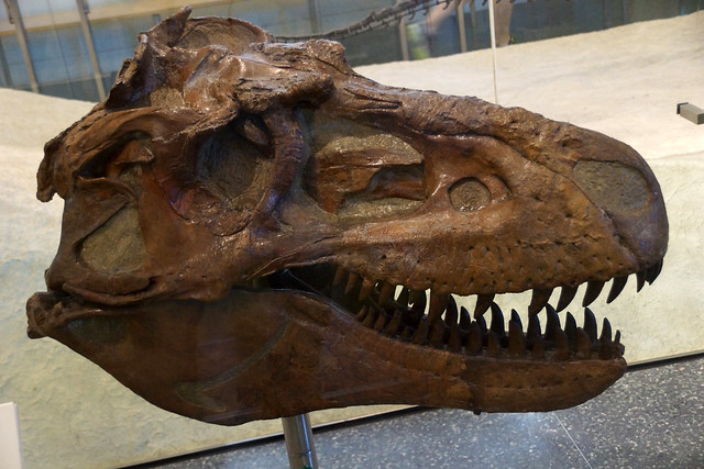 Museum of Natural History-NYC, 7-16-2015