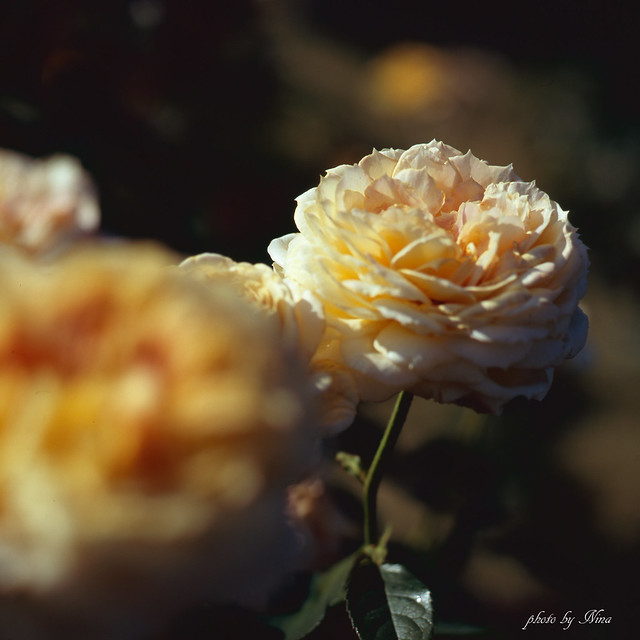 rose (film) @生田緑地ばら苑