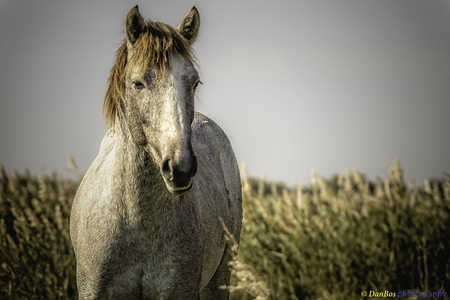 Horse in Camargue - portrait