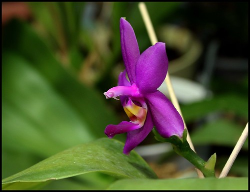 Phalaenopsis violacea  21284781261_42dd0dba17
