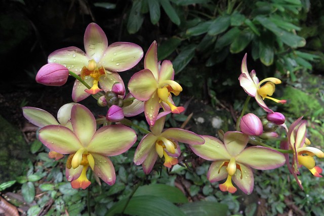 petite orchids