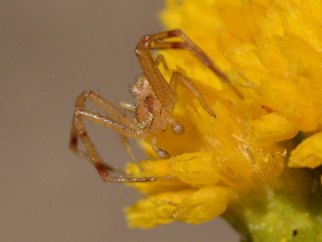Tiny male Crab Spider (Thomisidae) on Coastal Goldenbush