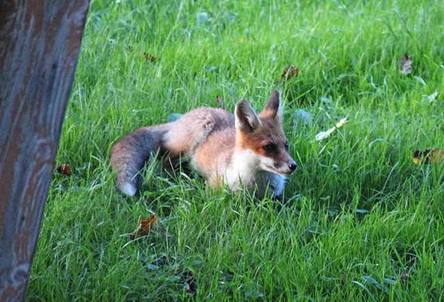 Relaxing Fox