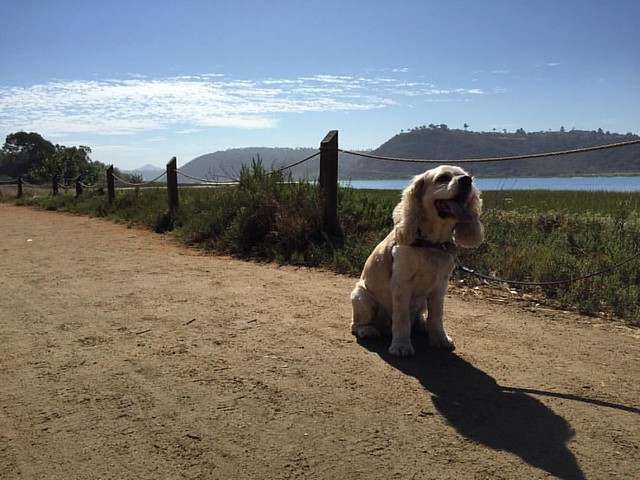 When she's smiling.... The whole world smiles with pooch. Daisy's first walk along Batiquitos Lagoon Trail. #dogstagram. Thanks @a_la_mode for the snapping this lovely photo!