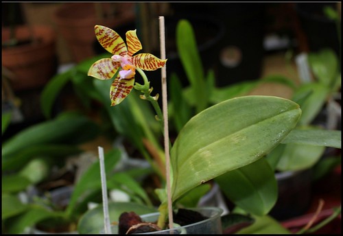 Phalaenopsis fasciata 21276587126_afa208e0bc