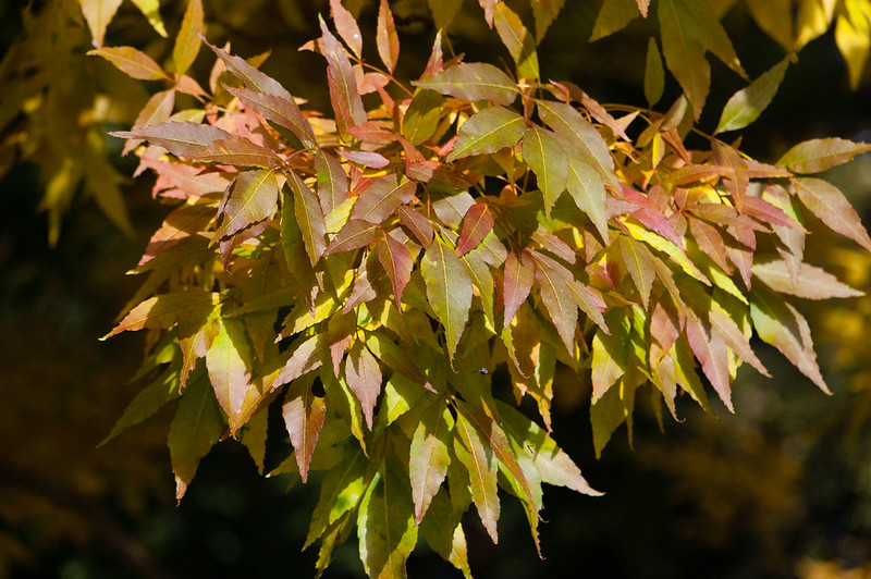 Autumn colours: Severnside tree