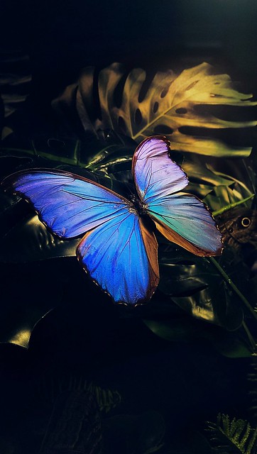 Tropikal Kelebek Bahçesi - Konya - Türkiye