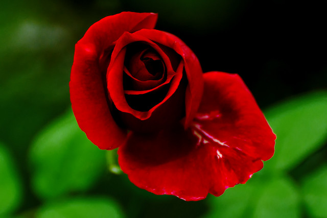 Crimson Rose : 真紅の薔薇