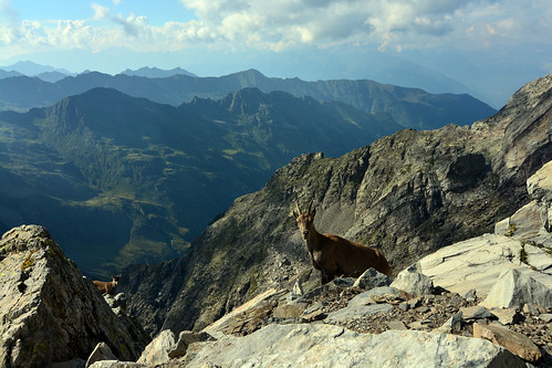 ibex capraibex stambecco steimbock alpi alps alpes alpen orobie orobian lombardia lombardy lombardie lombardei
