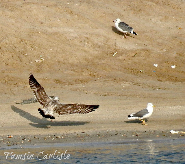 Caspian Gulls